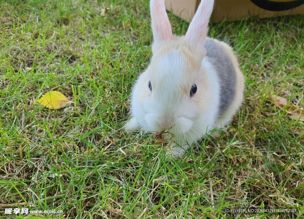 草地上的可爱白兔