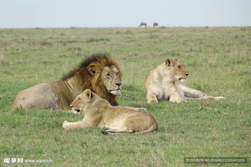 草原上休憩的狮子家族