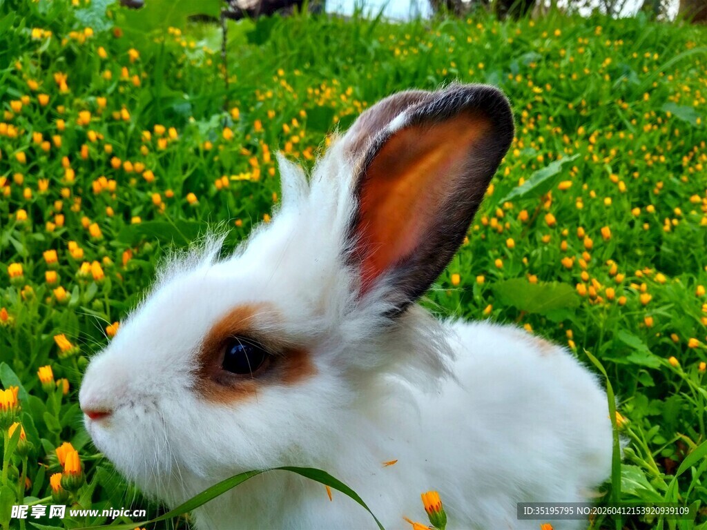 草地上的可爱白兔
