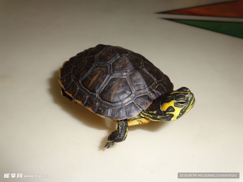 可爱黄头侧颈龟