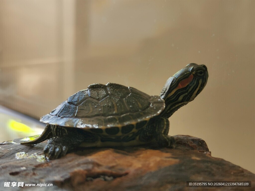 岩石上的彩色斑纹小乌龟