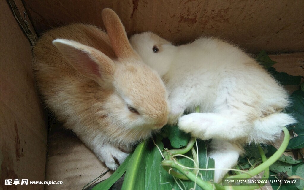 纸箱中的可爱萌兔