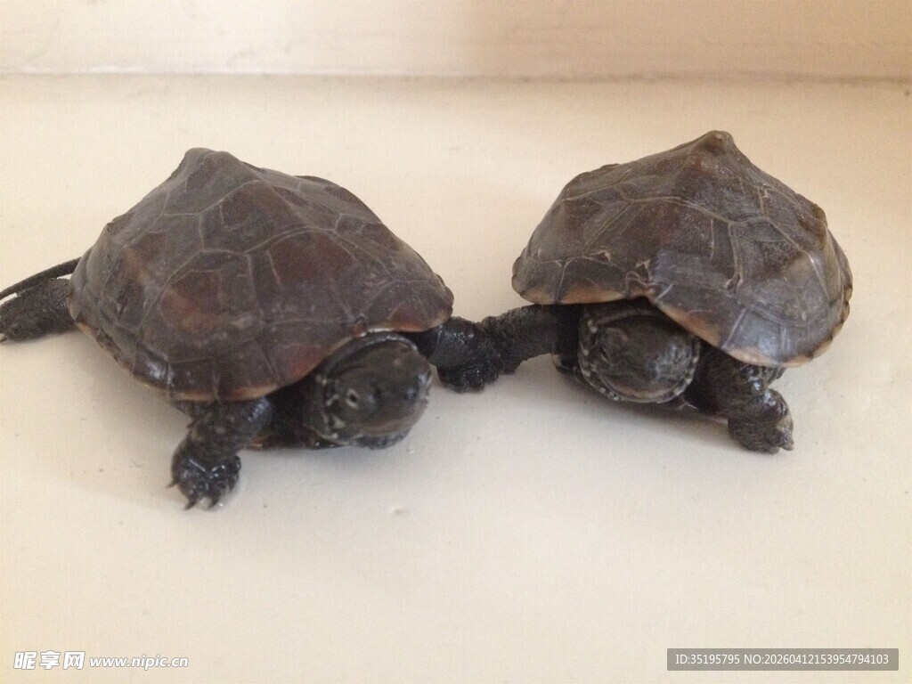 两只乌龟并排趴在一起
