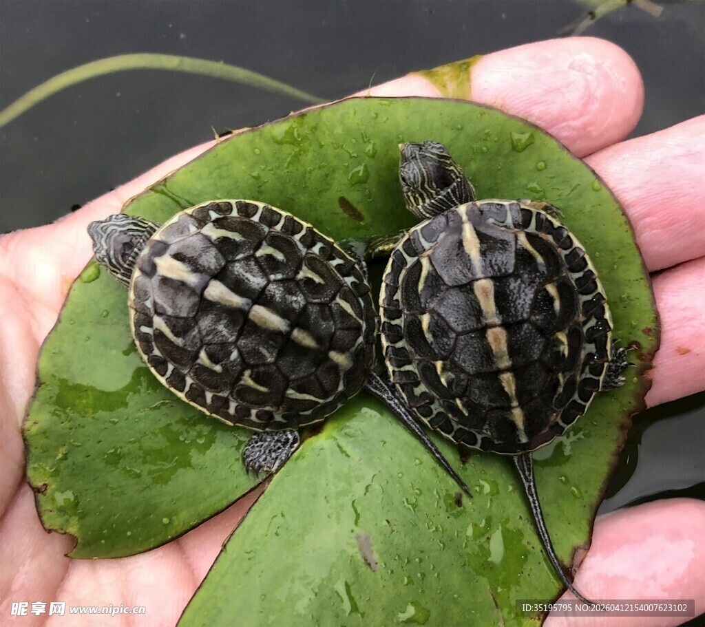 手掌上的两只可爱小海龟