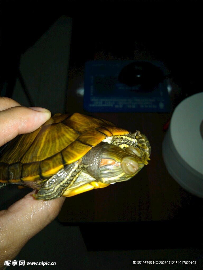 手捧花纹独特的乌龟