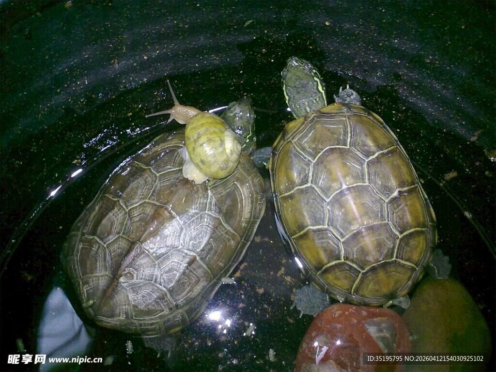 两只乌龟在水盆中