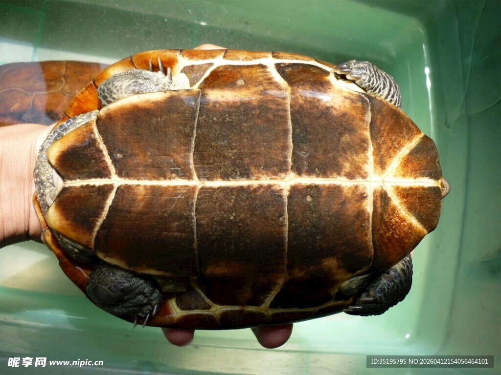 手捧花纹独特的乌龟