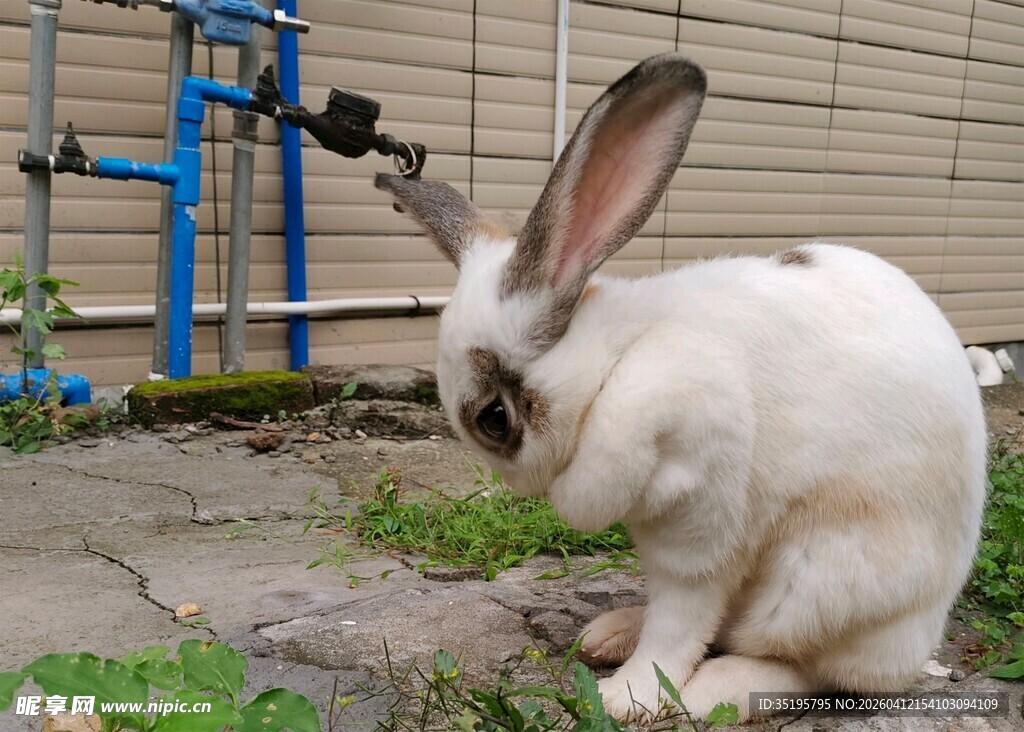 户外白兔蹲坐姿态特写