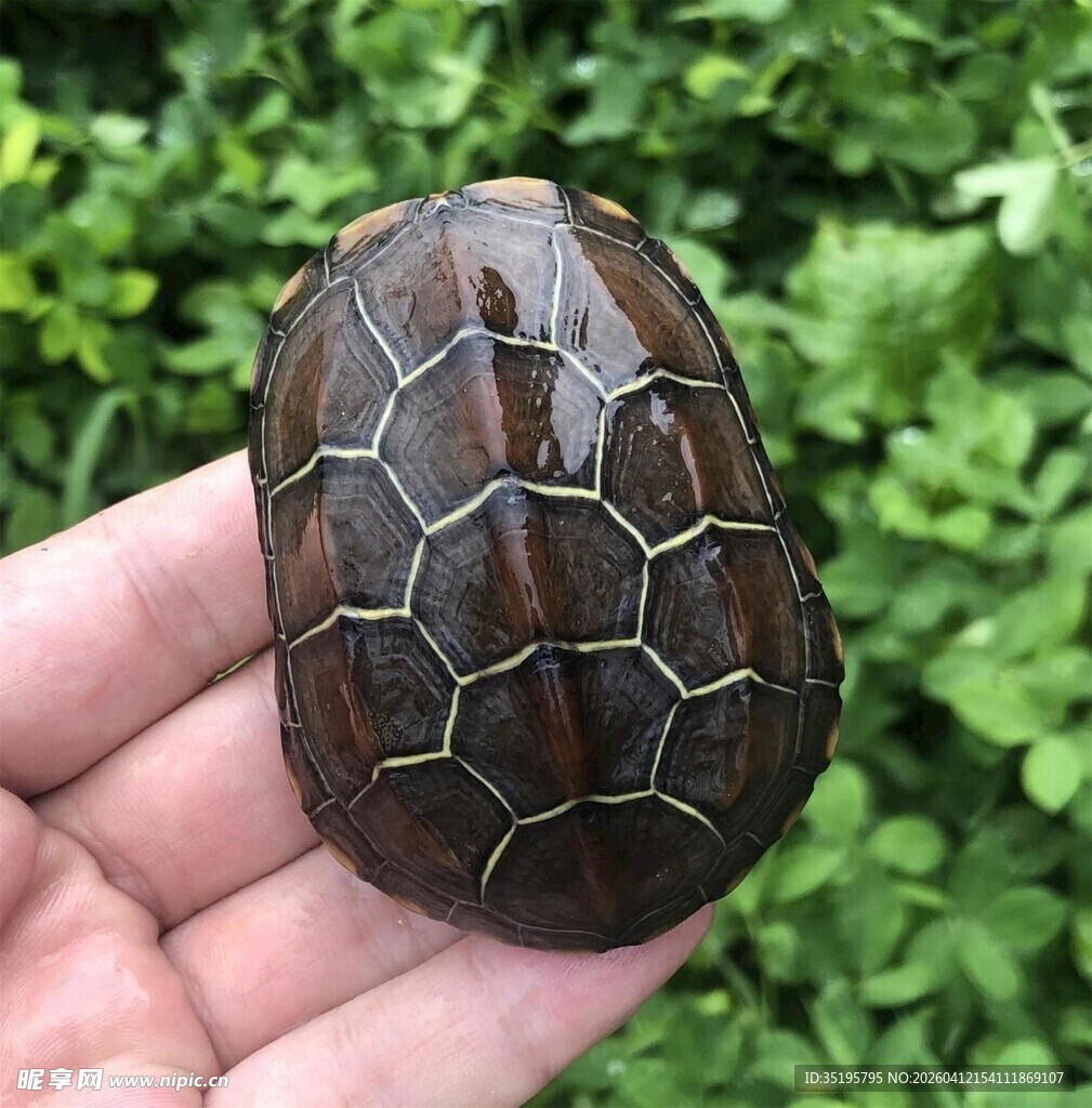 手捧龟壳特写