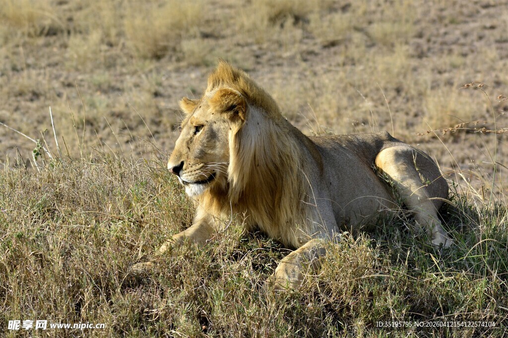 草原上休憩的雄狮