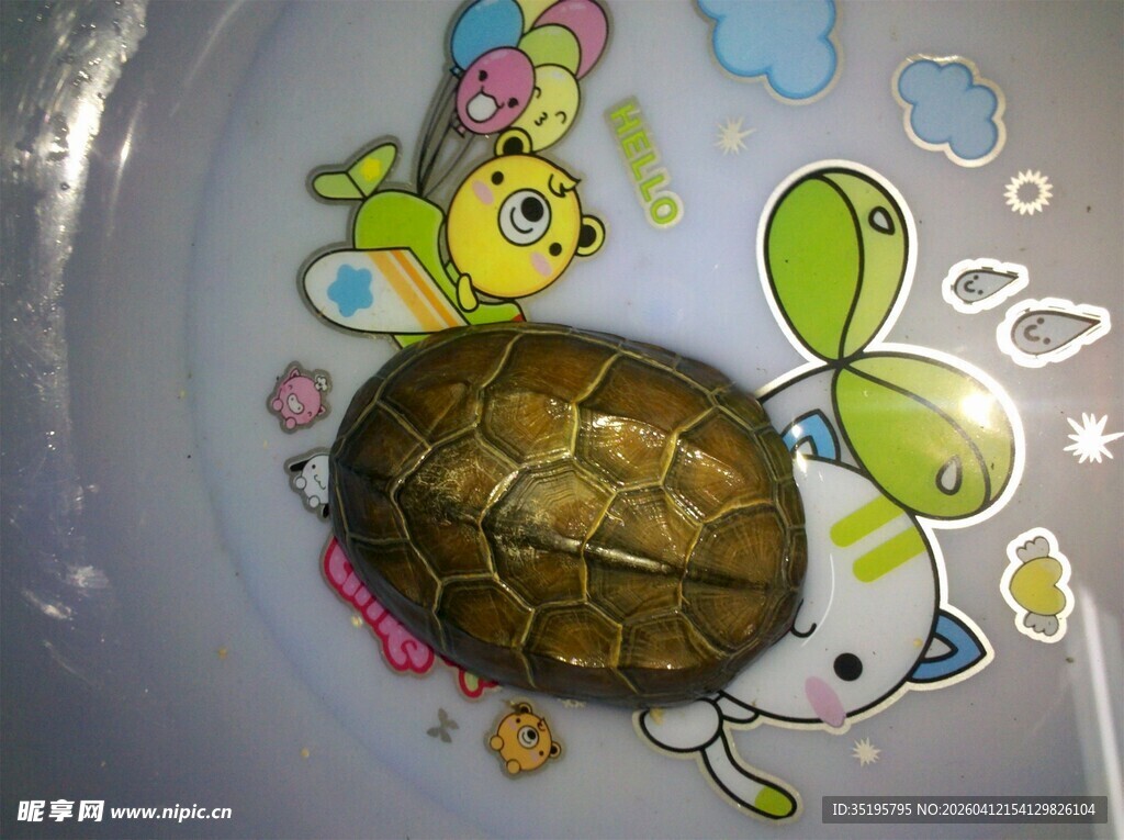 可爱乌龟在多彩卡通盘上