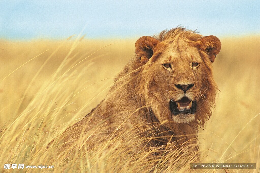 草原上的雄狮