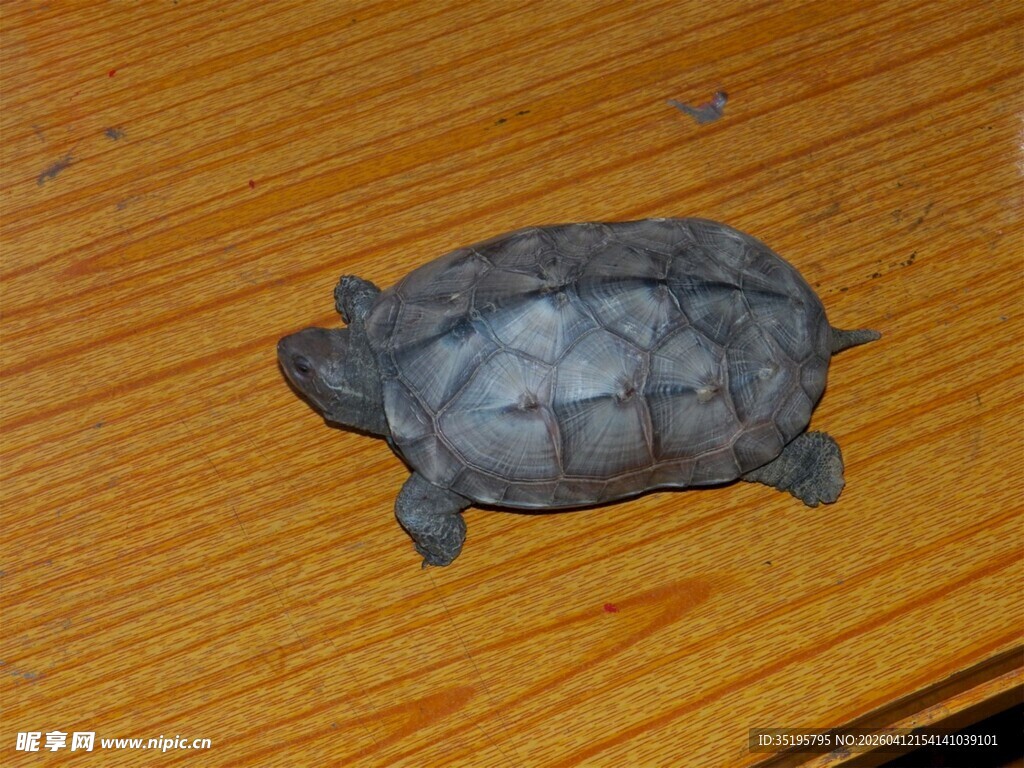 可爱小乌龟趴在木桌上
