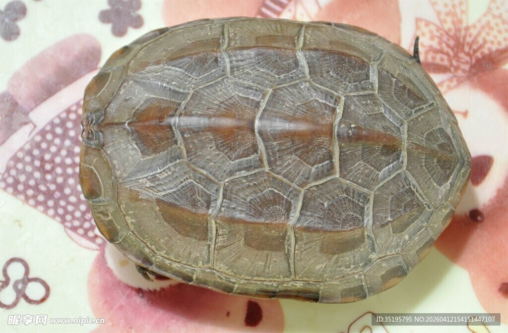 手掌上的可爱小乌龟