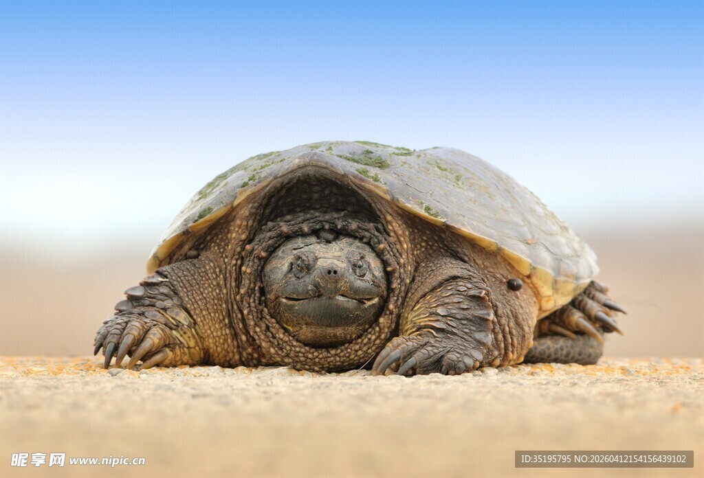 沙滩上的可爱乌龟