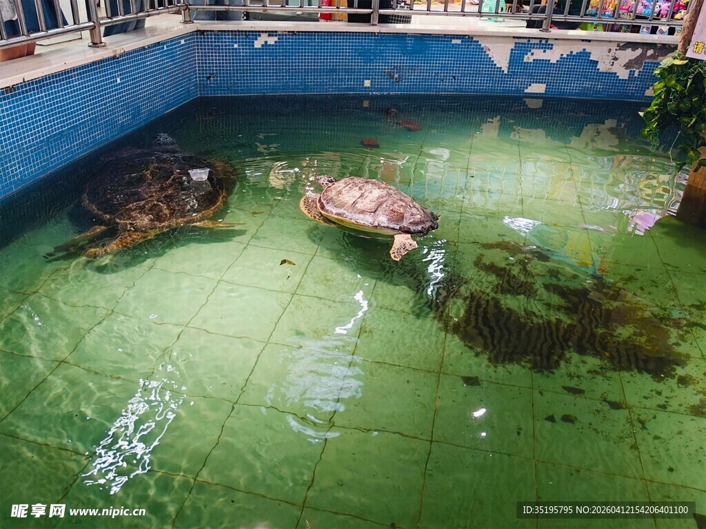 水池中的漂浮物