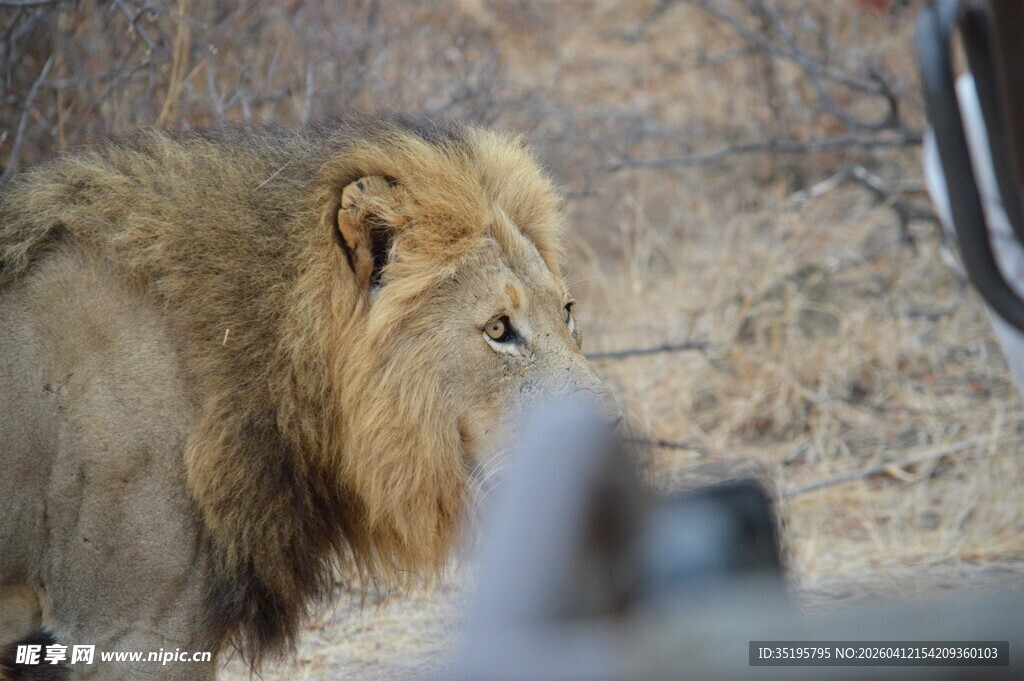 野外雄狮近景