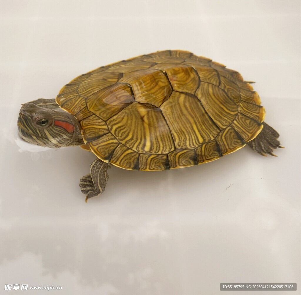 可爱巴西龟特写