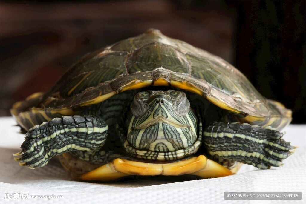 可爱乌龟特写