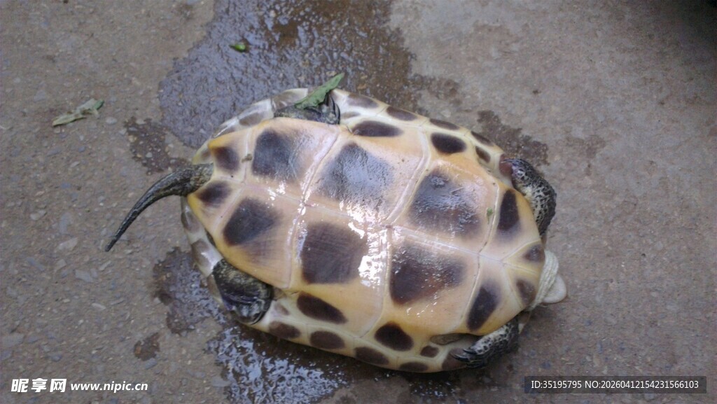 花斑甲虫特写