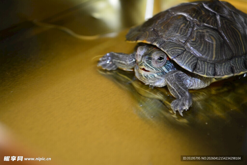 水中的乌龟