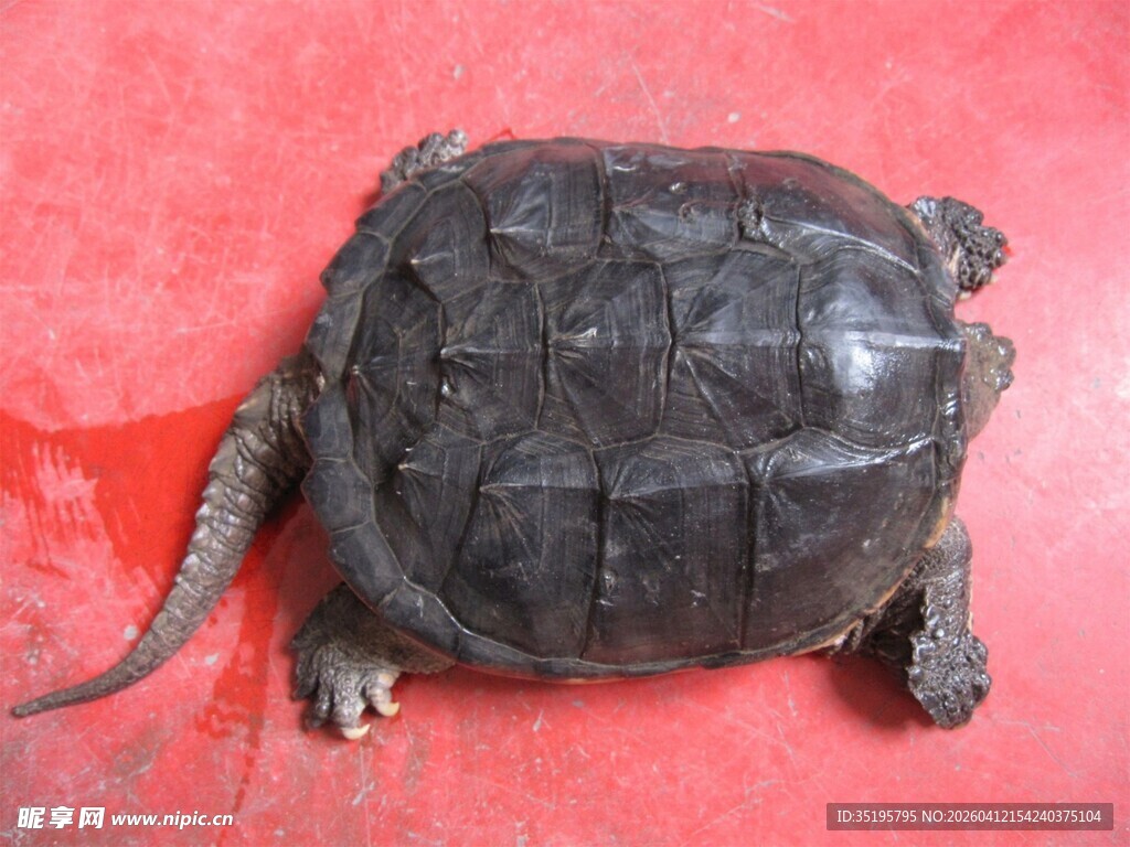 一只趴在红色表面的鳄龟