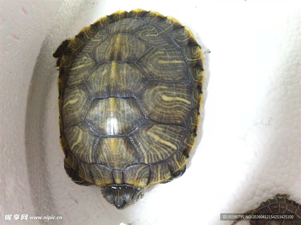 乌龟背部特写