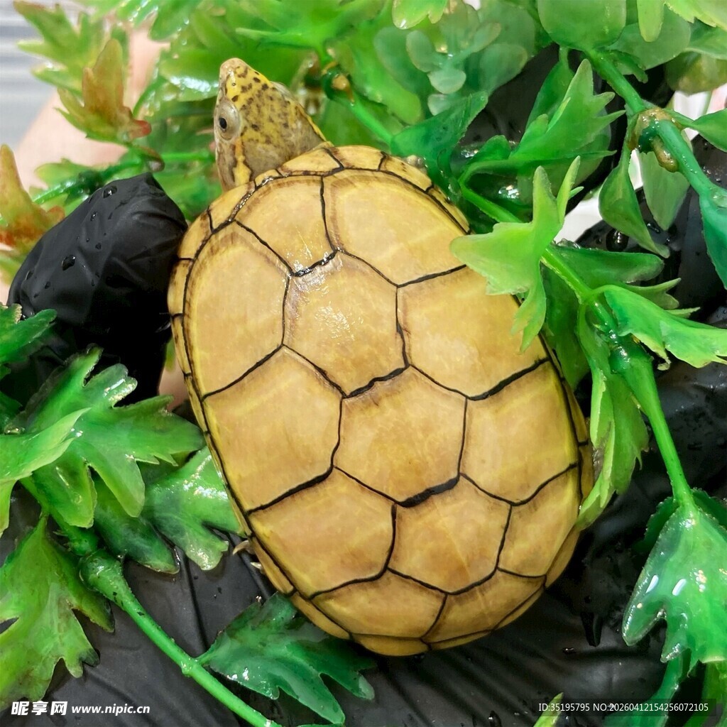 可爱小乌龟卧于绿植间