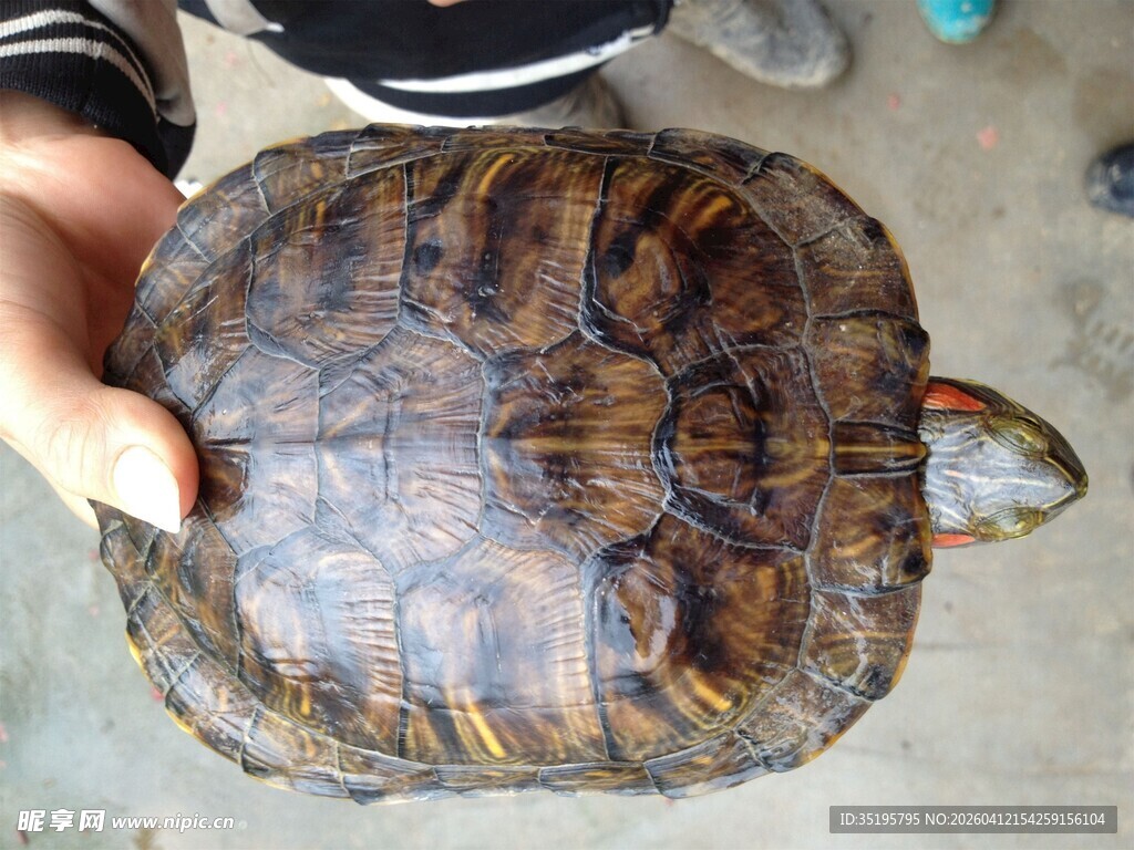手捧花纹独特的乌龟