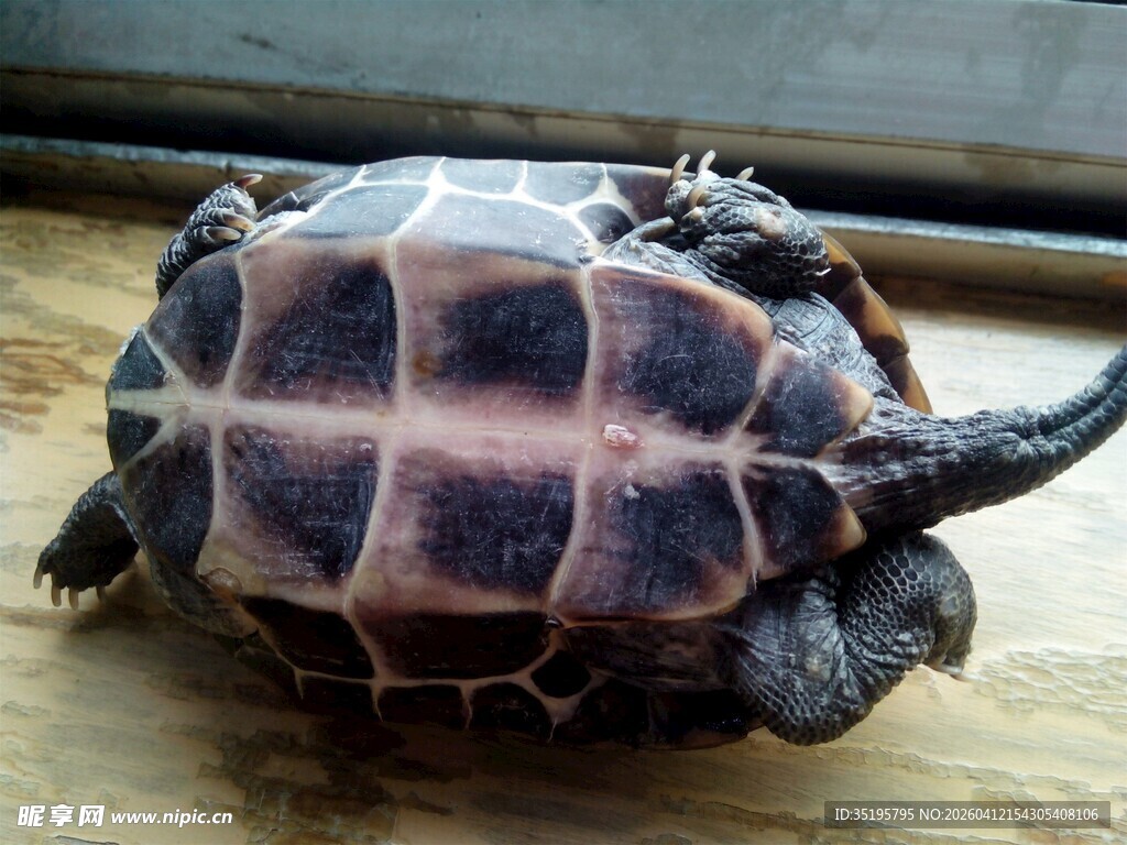 乌龟背部特写