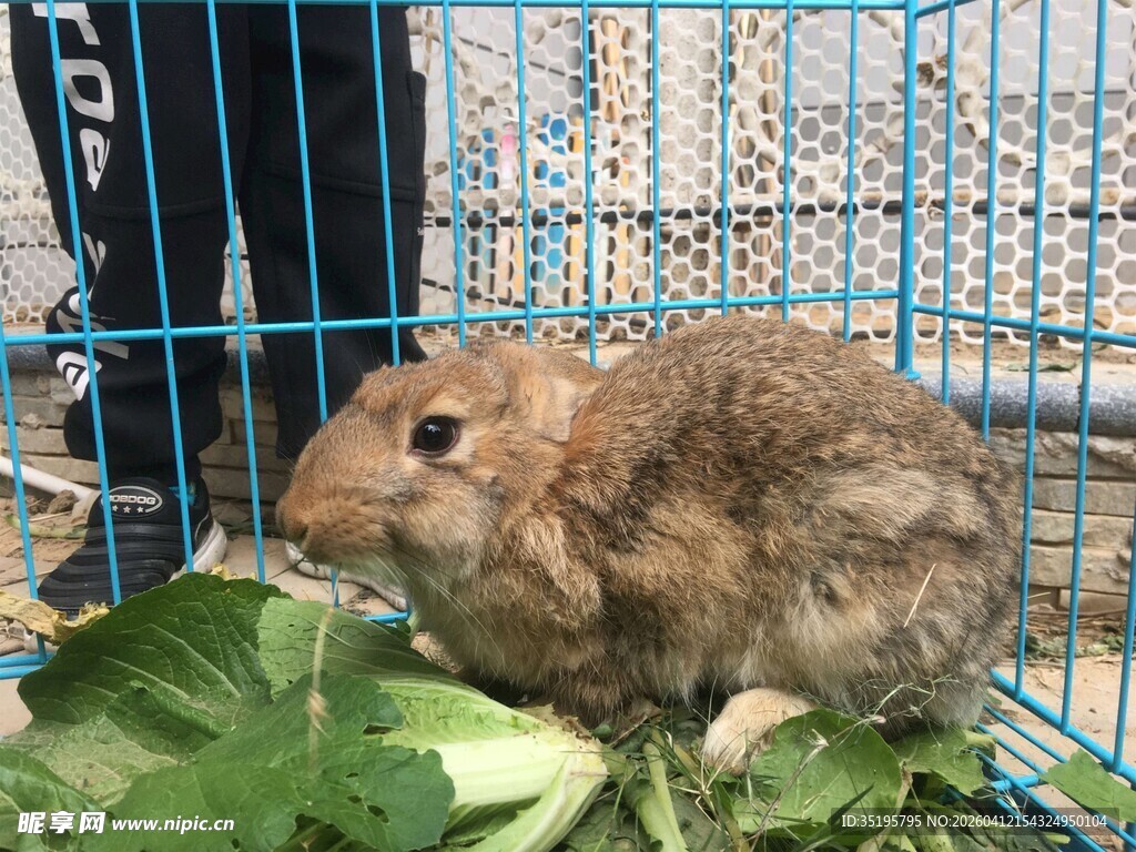笼中萌兔与青菜