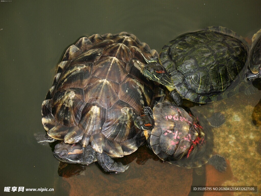 水中的几只乌龟