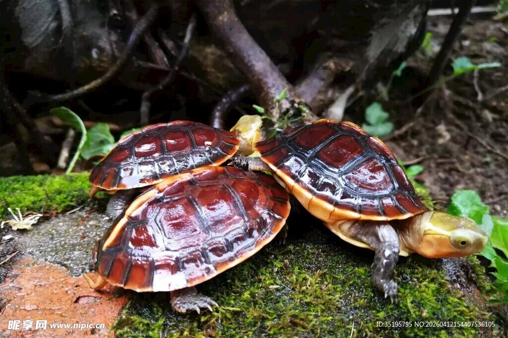 三只色彩斑斓的乌龟