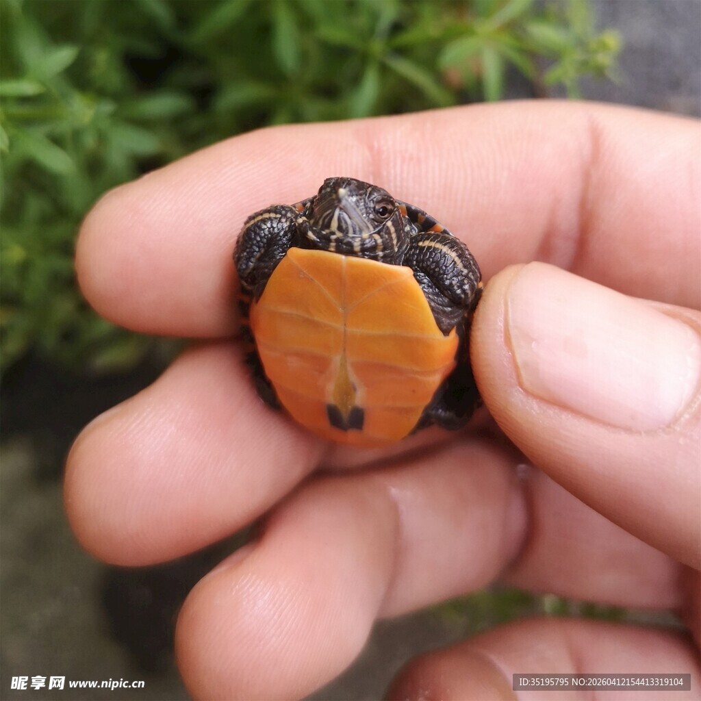手捧可爱小乌龟
