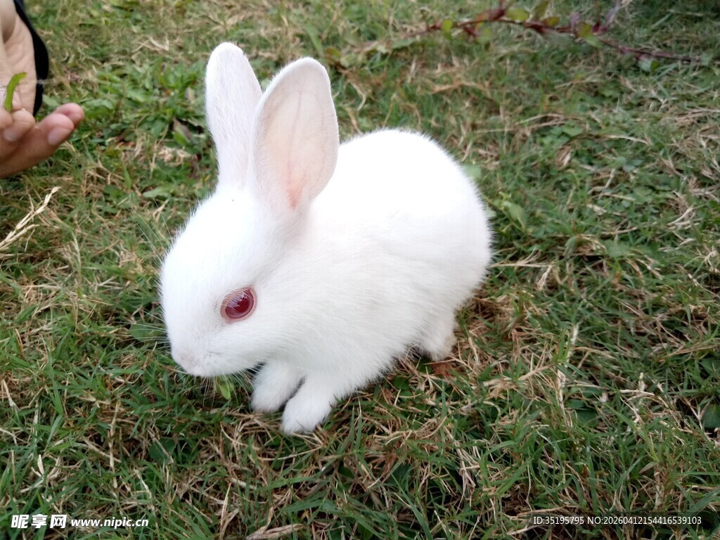 草地上的可爱白兔
