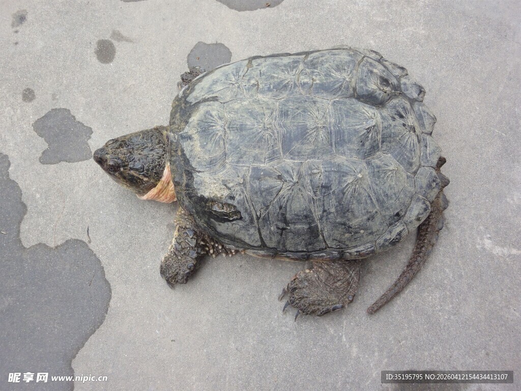 地上的灰色乌龟