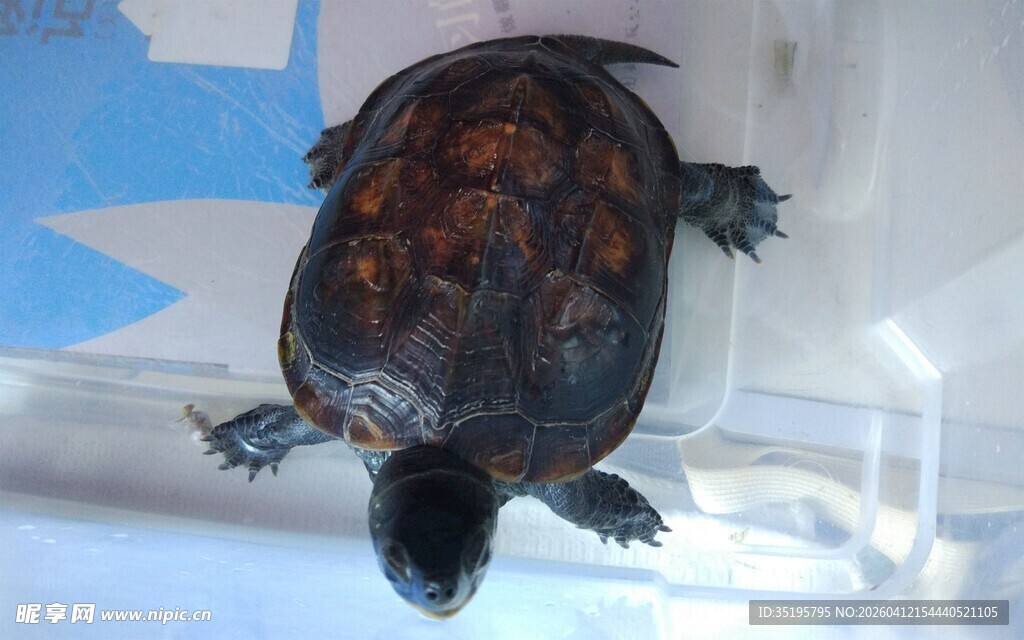 玻璃缸中的乌龟