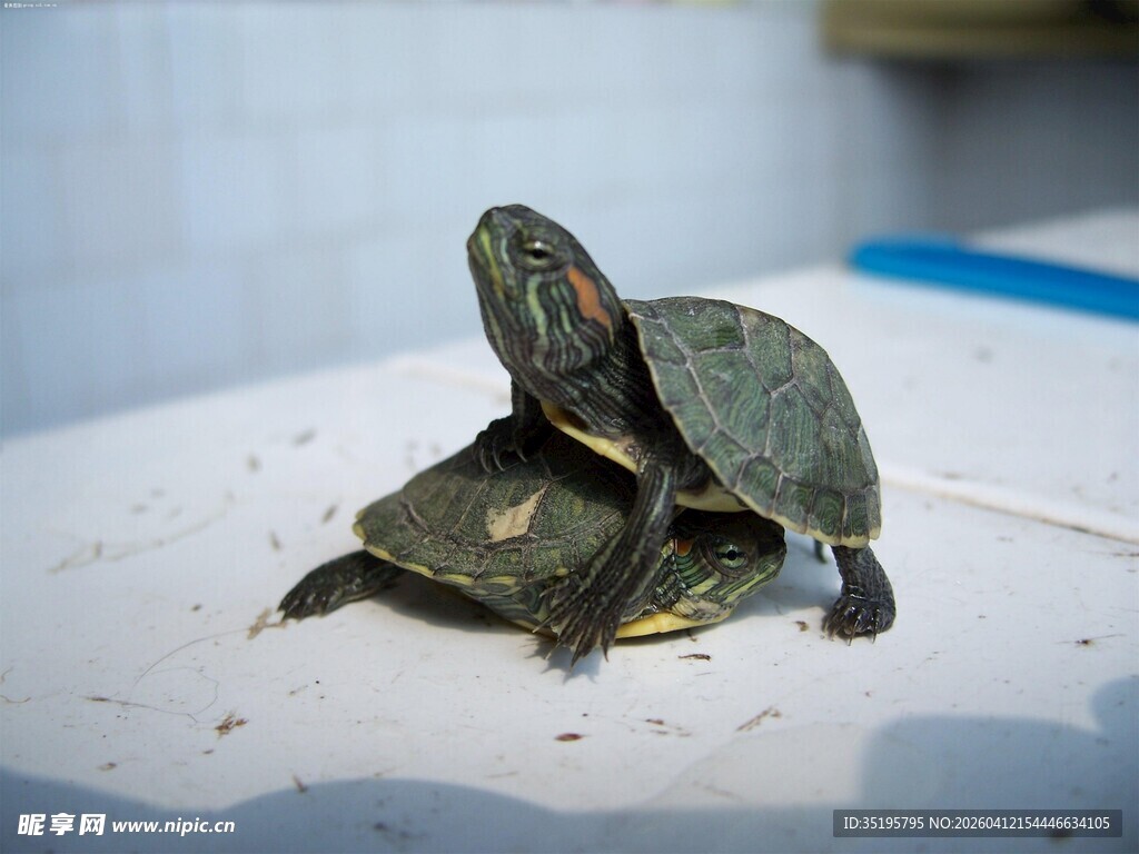 两只乌龟叠罗汉