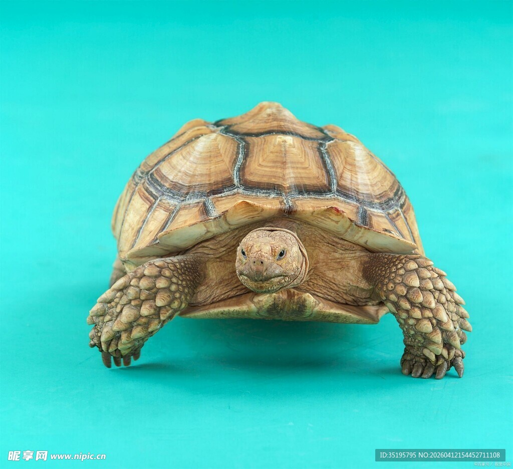 可爱小乌龟摆件