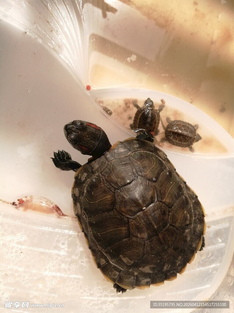 容器中的乌龟