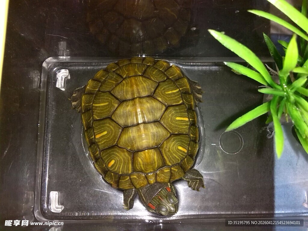 透明容器中的可爱乌龟