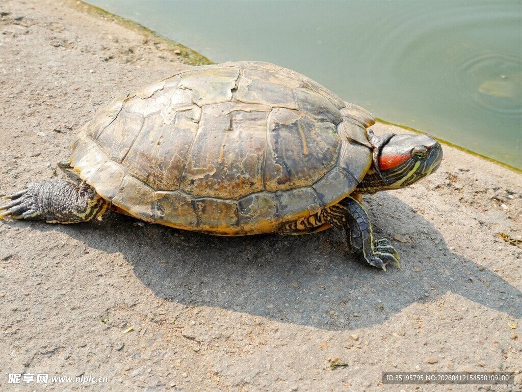 岸边的红耳龟