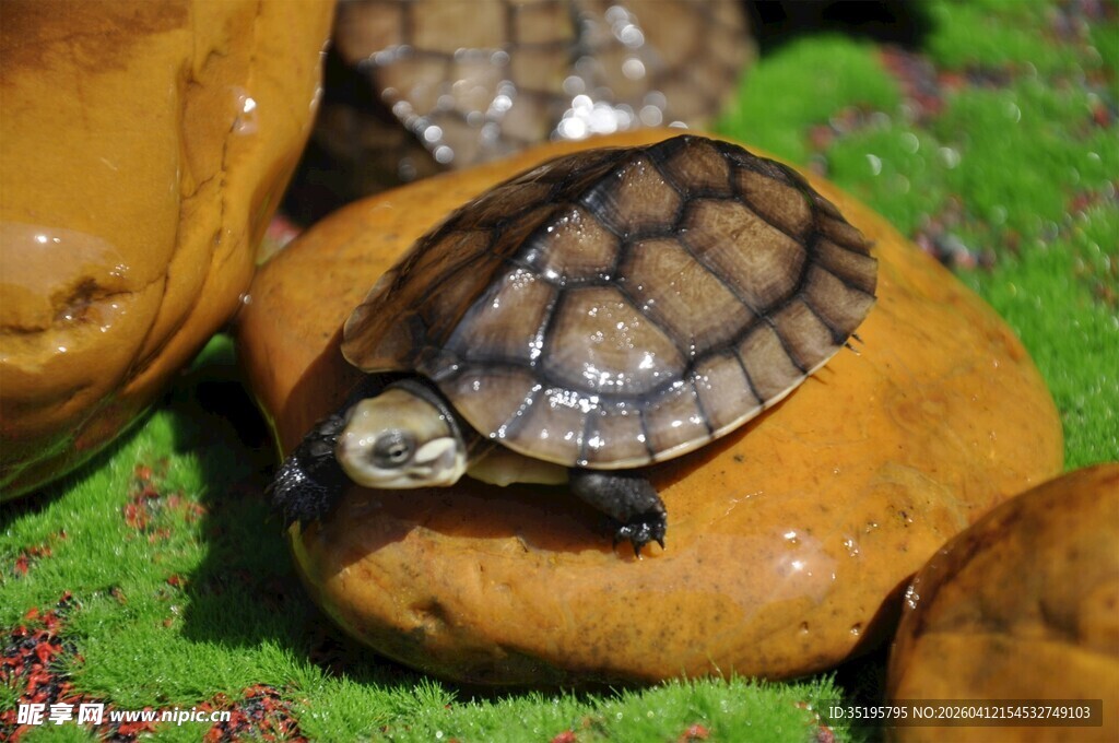 可爱乌龟趴在石头上