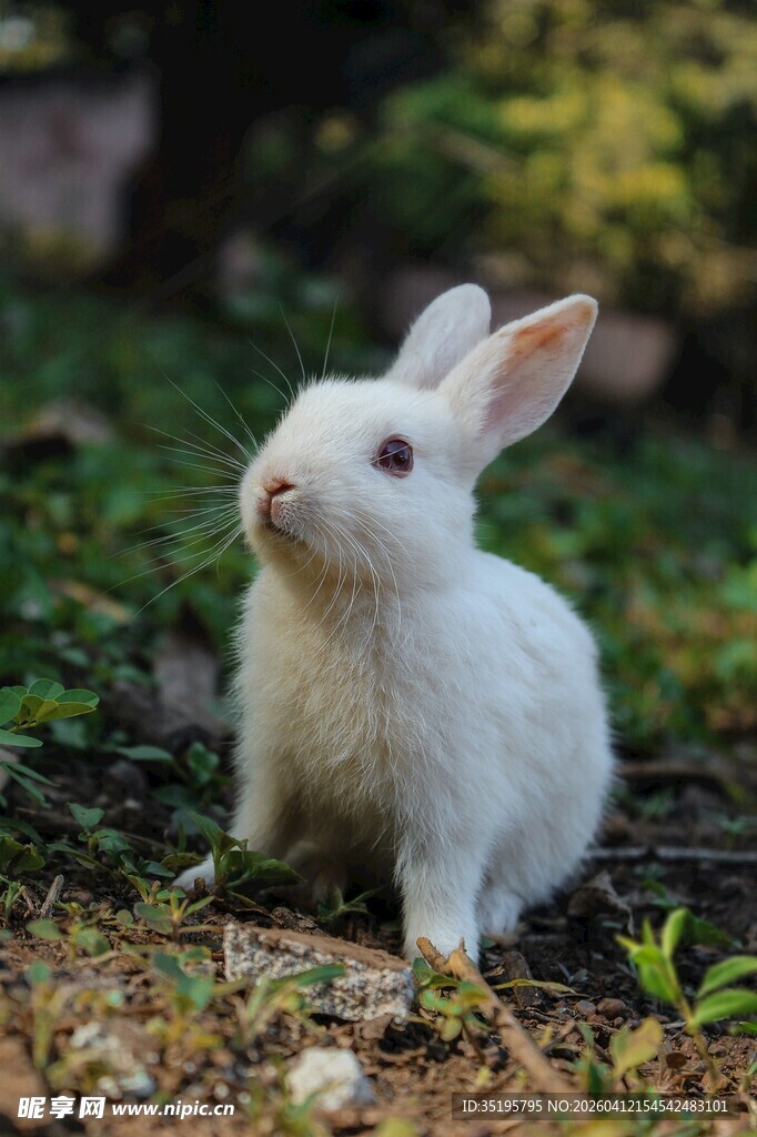 可爱白兔于草地间张望