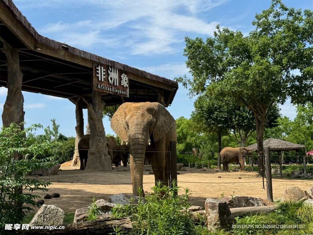 动物园中大象悠闲站立