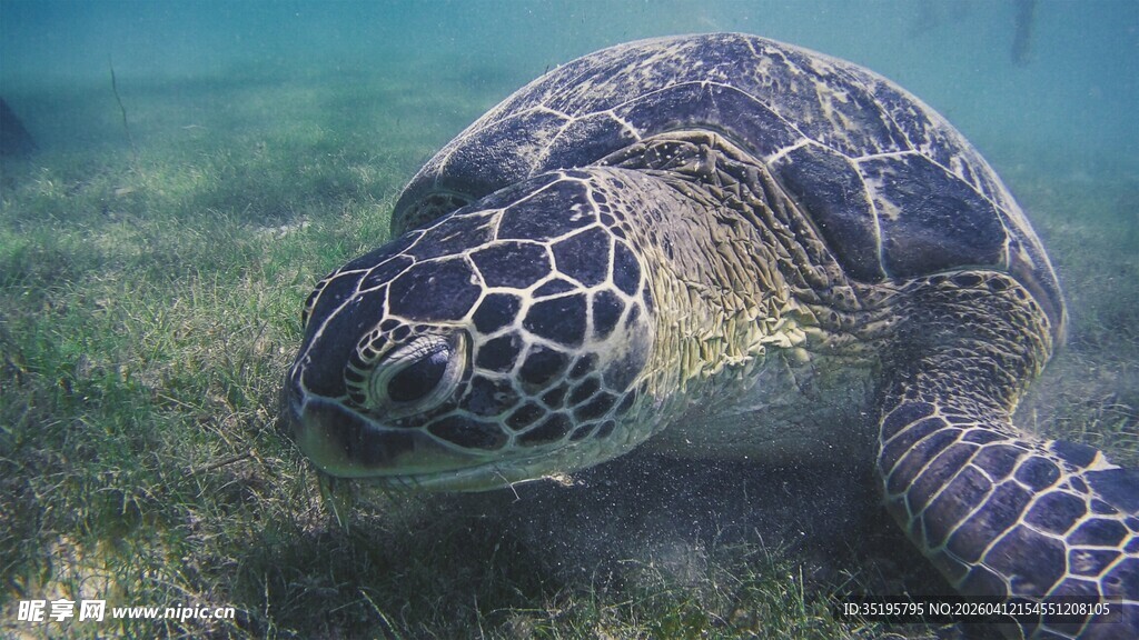 海底海龟特写