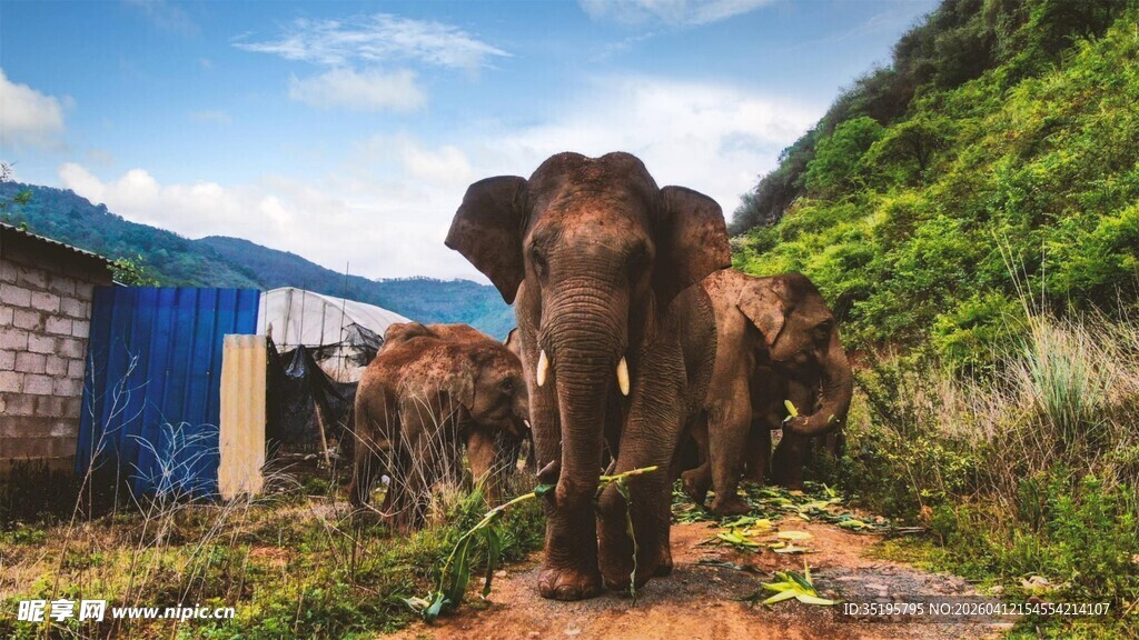 野外行走的大象群