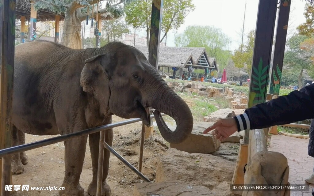 人象互动喂食可爱大象