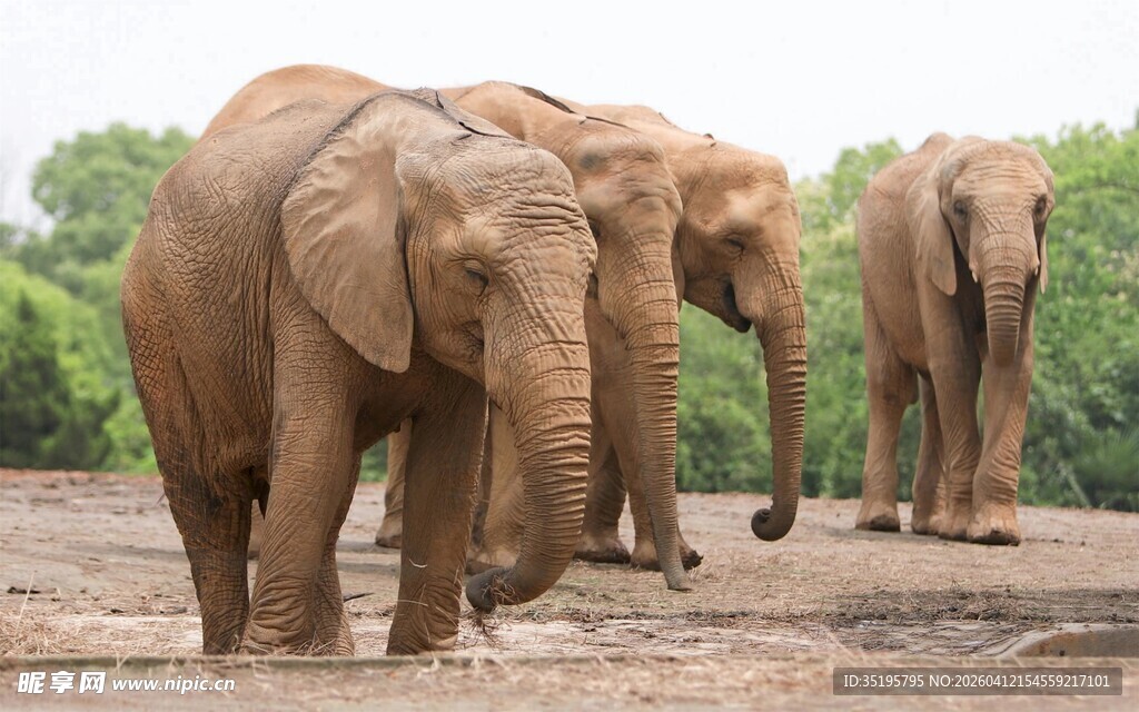 野外漫步的几头大象