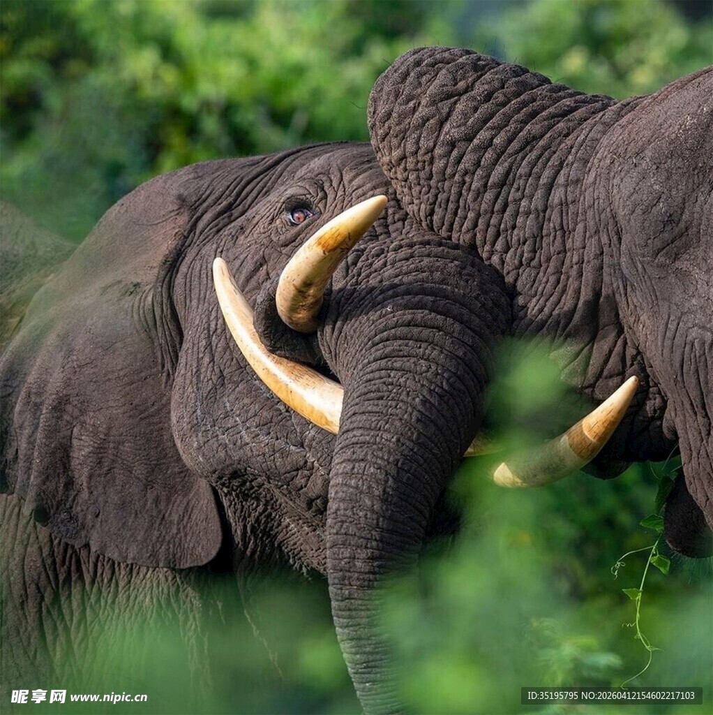 两头大象亲昵互动